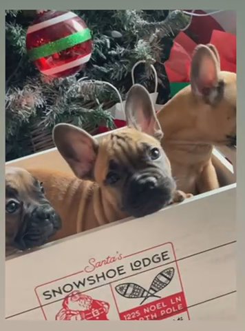 French bulldog Puppies in Upland, California