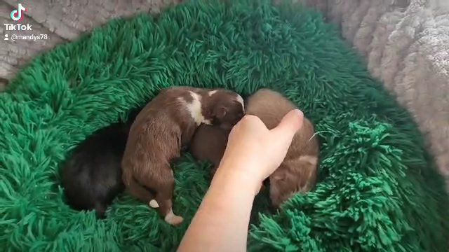 Toy/Mini Pomsky puppies in Gastonia, North Carolina