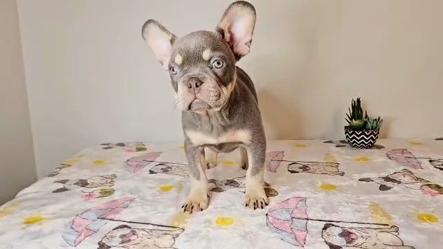 Frenchie Lilac and Tan Male 9 in Snellville, Georgia