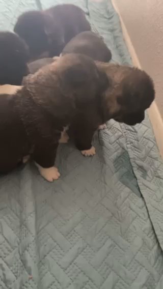 American Akita Puppies in Houston, Texas