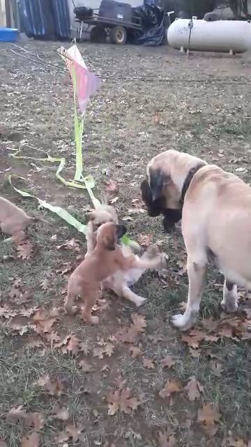 English Mastiff x Goldendoodle in Marysville, California