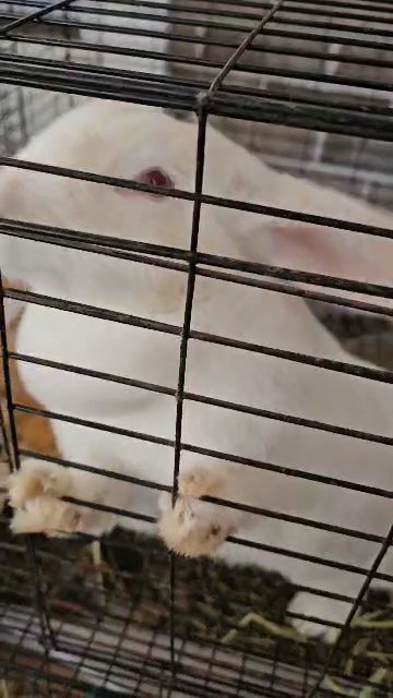 Bunny Flop in Mobile, Alabama