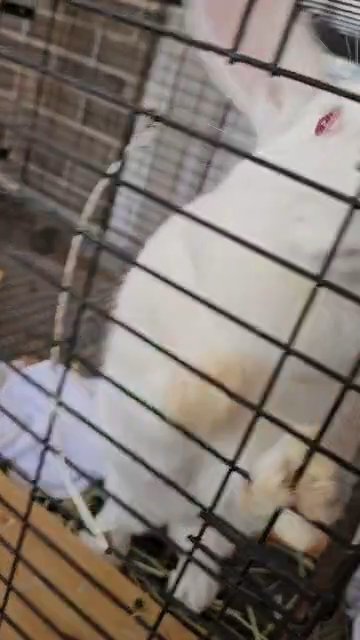 Bunny Mopsy in Mobile, Alabama