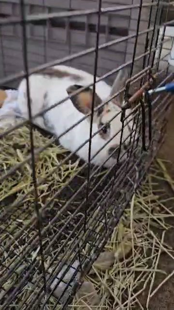 Bunny Cotton in Mobile, Alabama