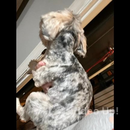 Ckc Female Merle Yorkie in Cleveland, Tennessee