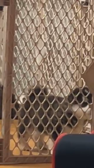 Husky Puppies in Panama City Beach, Florida