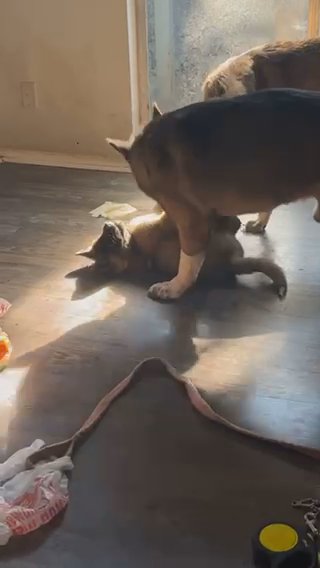 American Akita in Houston, Texas
