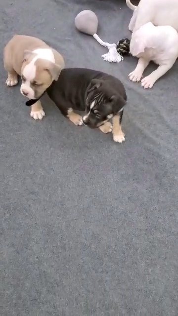 American Bully Pups in San Jose, California