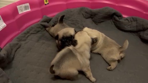CKC Female Pug in Saraland, Alabama