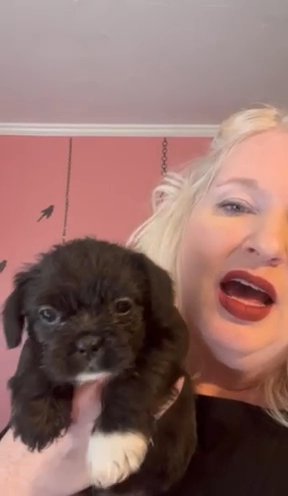 French Bull Tzu in Boone, North Carolina