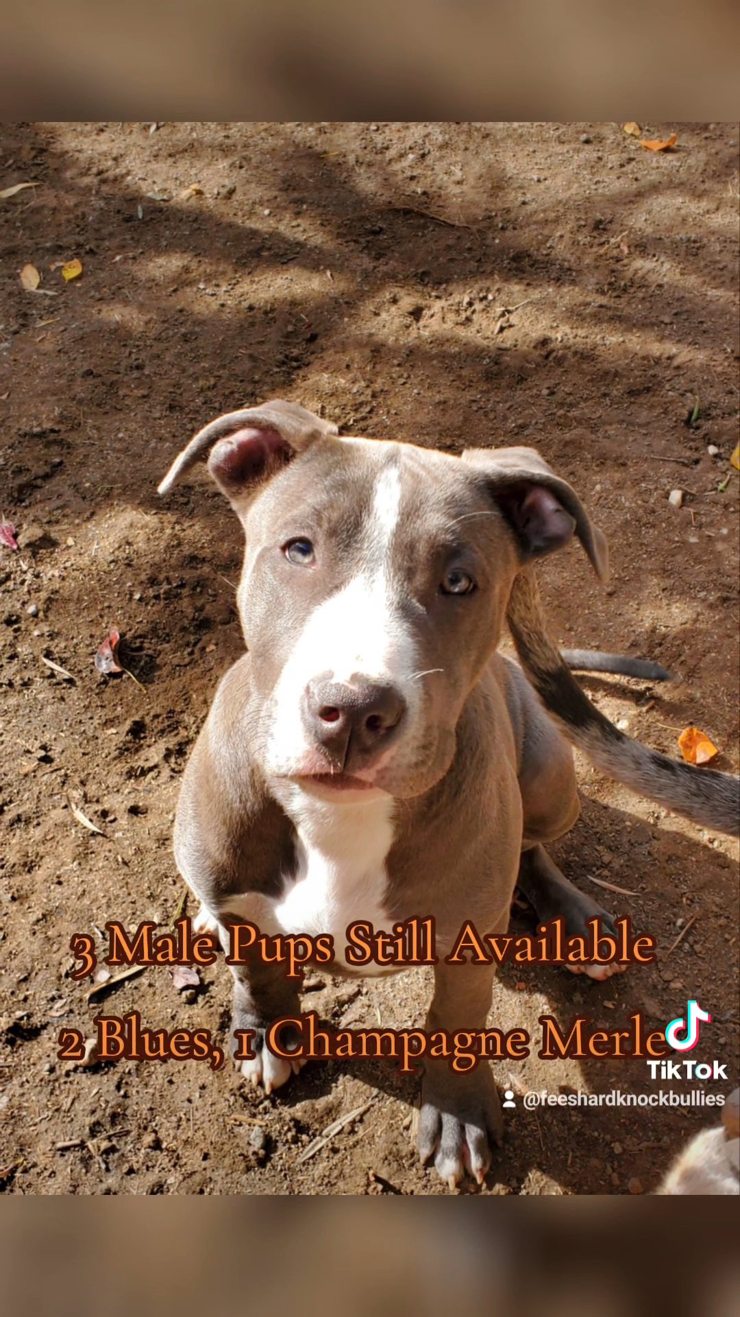 American Bully Pups in San Jose, California