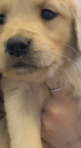 Golden retriever puppies in Fresno, California