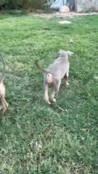 American Bully Puppies in El Paso, Texas