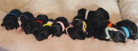 Double Doodle Puppies in Washington, District of Columbia