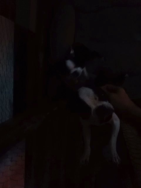 purebred boston terrier in New York City, New York