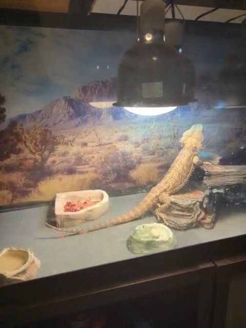 Bearded Dragon in Avon, Indiana