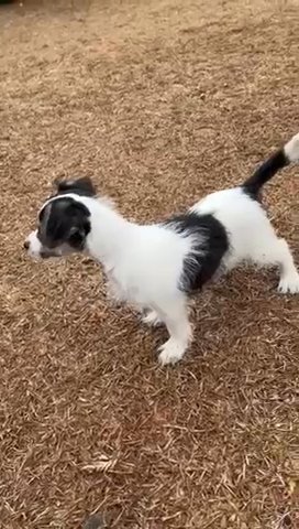 Dino in Fayetteville, North Carolina
