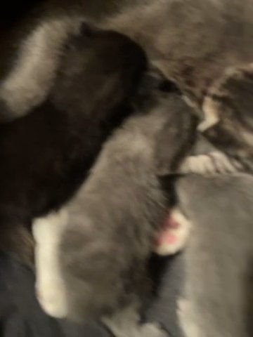 Selling 4 Kittens!! in Plainfield, New Jersey