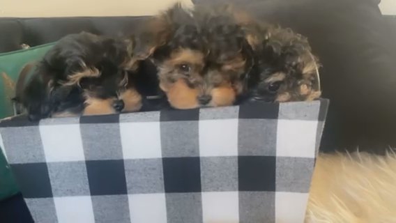 Yorkies Puppuies in Winder, Georgia