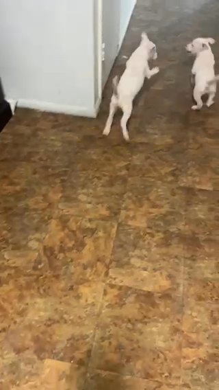 American Pitbul Terrier And Bully Mix in Edgewood, Maryland