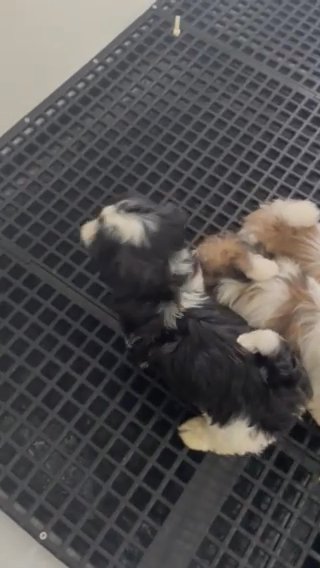 Shih Tzu Puppies in Euclid, Ohio