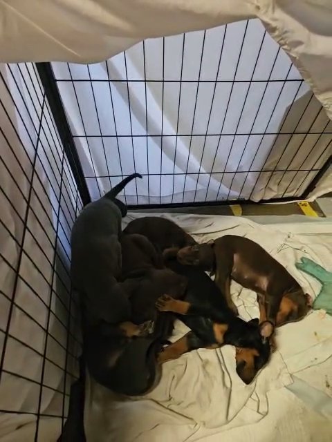 AKC Doberman puppies in Indianapolis, Indiana