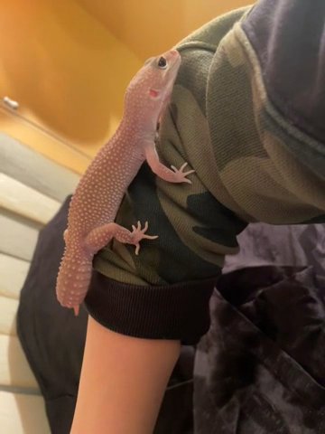 Eclipse Blazing Blizzard Leopard Gecko in San Jacinto, California