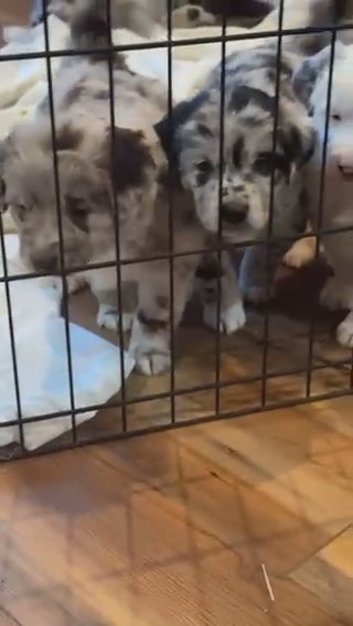 Golden Aussie in Colorado Springs, Colorado