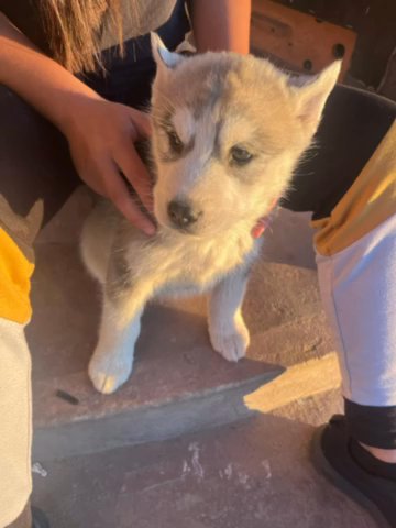 Husky Puppies in Turlock, California