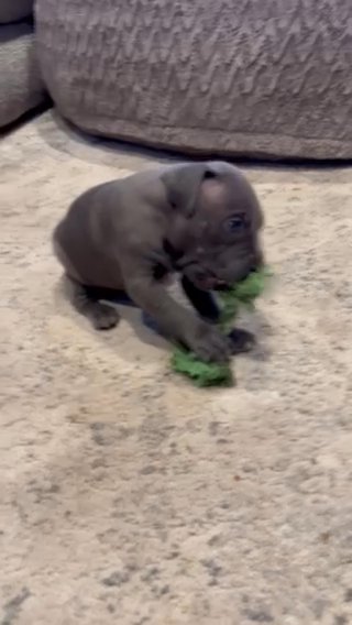 ? 9 Purebred Pit Bull Pups! ? in Chicago, Illinois