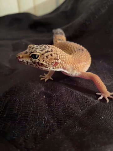 Hypo Leopard Gecko in San Jacinto, California