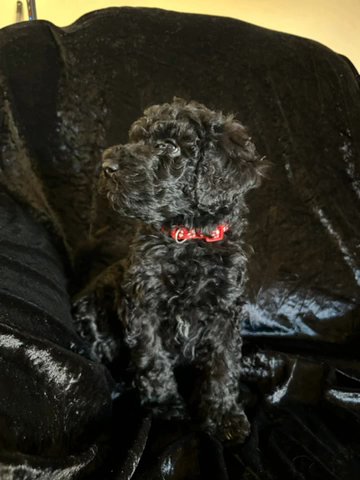 Phone # Added! 11wk Old Standard poodle Puppies in Dallas, Texas