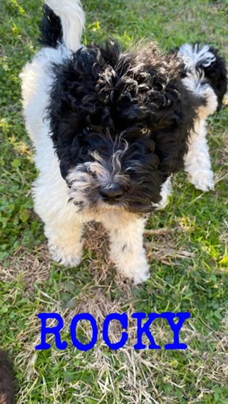 REDUCED PRICE** Standard Poodle Pups? in Dallas, Texas