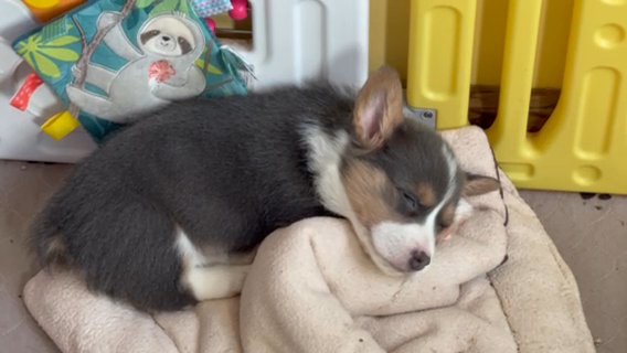 Pembroke corgis in Canton (Township), Ohio