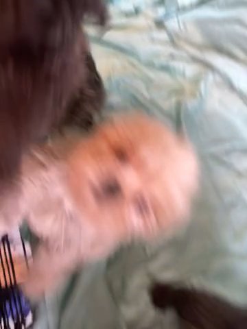 Shihtzu in Greensboro, North Carolina