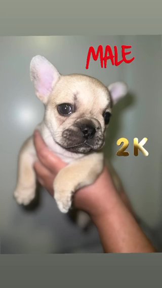 French Bulldog in Sacramento, California