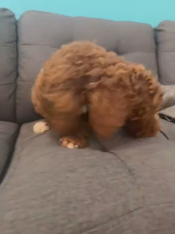 Standard Poodle Pup in Fayetteville, Arkansas