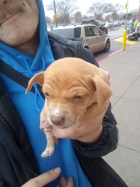 Jack Russell Chihuahua in Sacramento, California