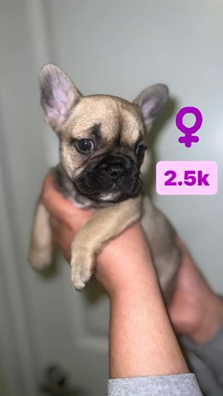 French Bulldog in Sacramento, California