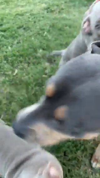 Tri-Color Champagne American Bully in El Paso, Texas