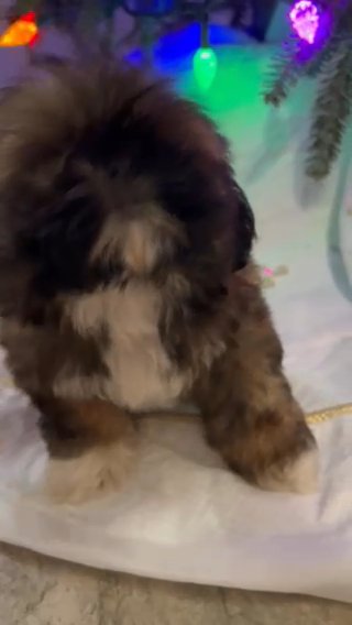 Shihtuz Male in Fayetteville, North Carolina