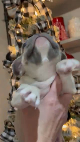 Male Fawn French Bulldog in Cleveland, Tennessee