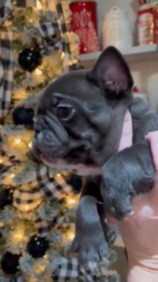 Male Blue French Bulldog in Cleveland, Tennessee