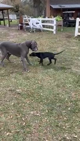 European Great Dane in Fayetteville, North Carolina