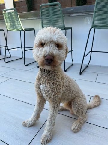 Very Affectionate Goldendoodle in Los Angeles, California