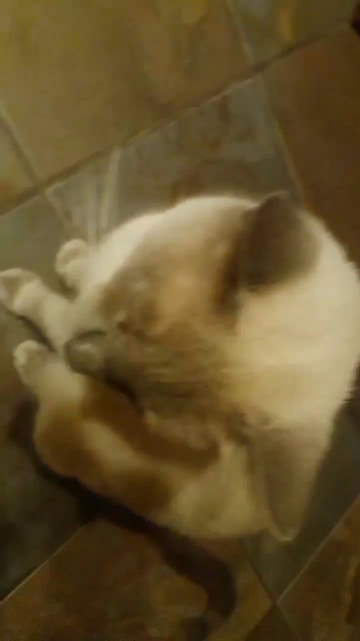 ❄️Snow white siamese❄️ in San Antonio, Texas