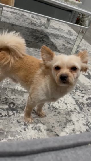 Yorkie/Pomeranian Born 2/16/21 FREE in Turlock, California