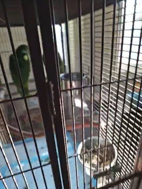 parrots in Los Angeles, California