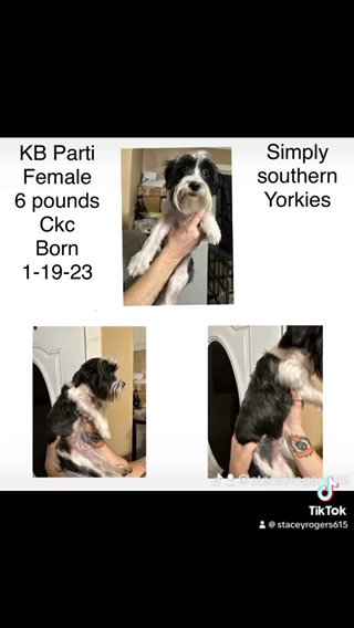 Female Ckc kB Parti Yorkie in Cleveland, Tennessee