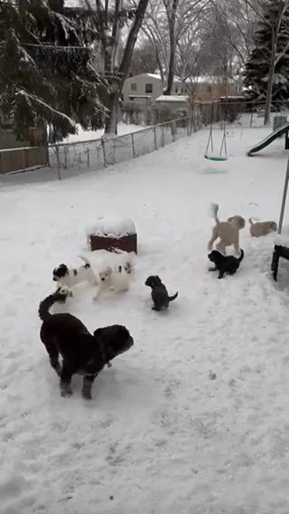 Puppies in Chicago, Illinois